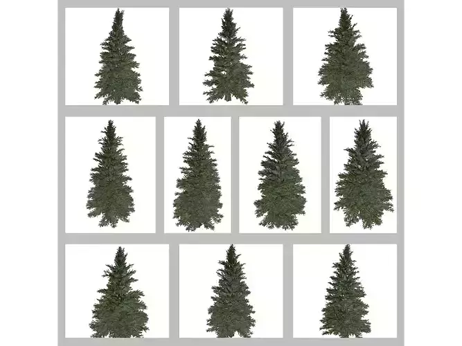Norway Spruce Trees 3D Model Collection