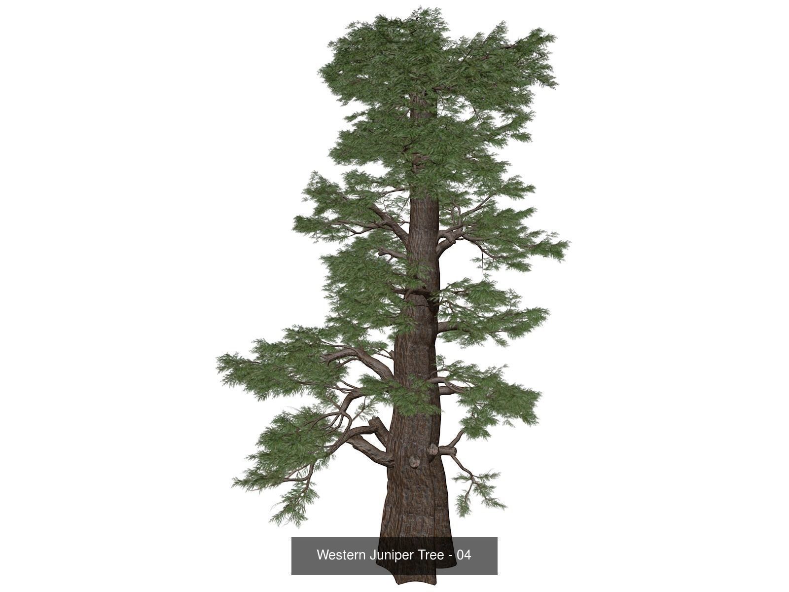 Western Juniper Trees 3D Model Collection_5