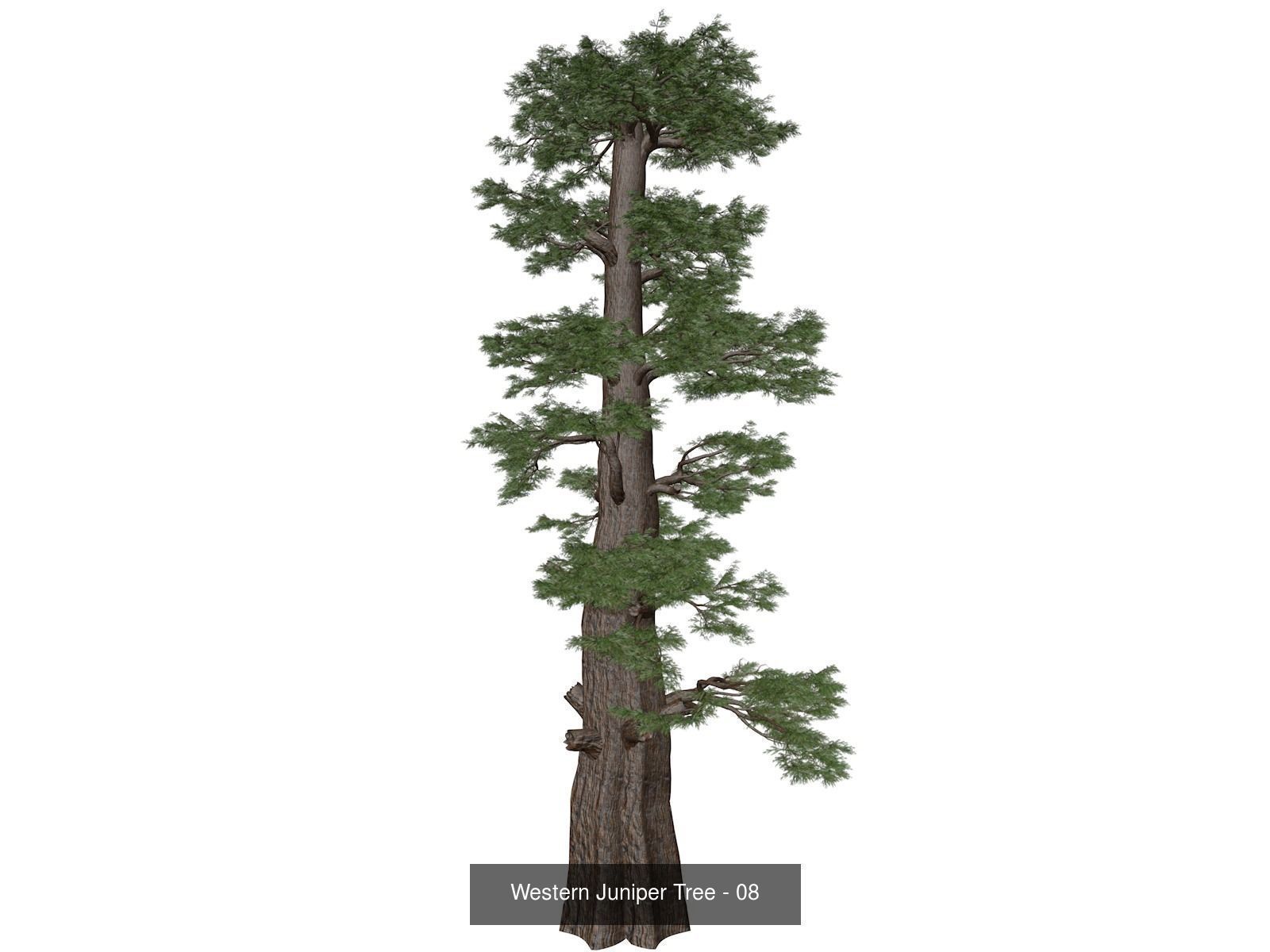 Western Juniper Trees 3D Model Collection_9