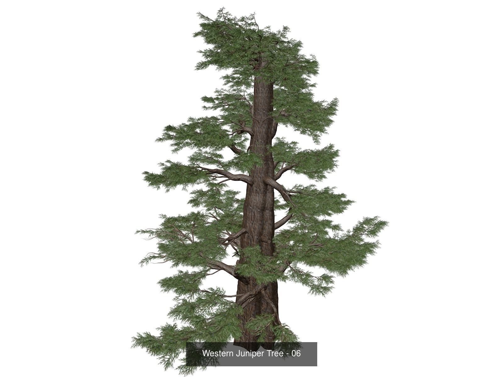 Western Juniper Trees 3D Model Collection_7