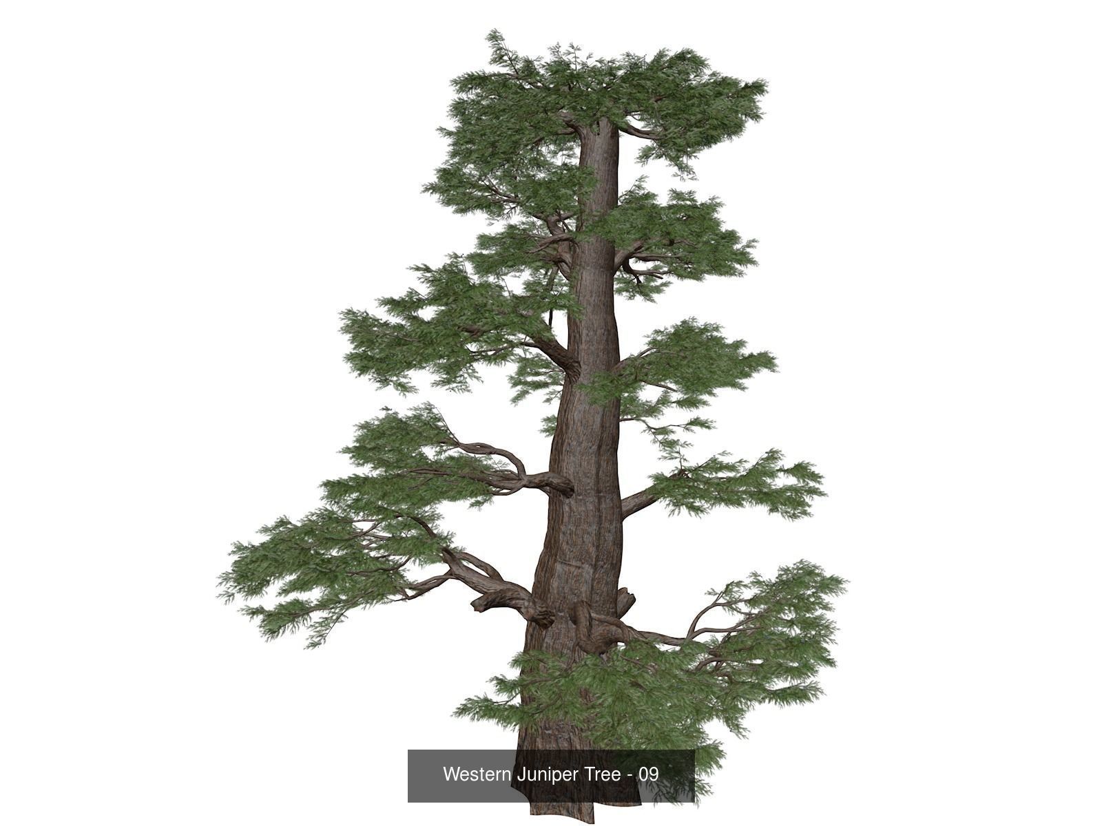 Western Juniper Trees 3D Model Collection_10