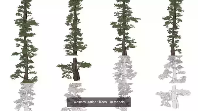 Western Juniper Trees