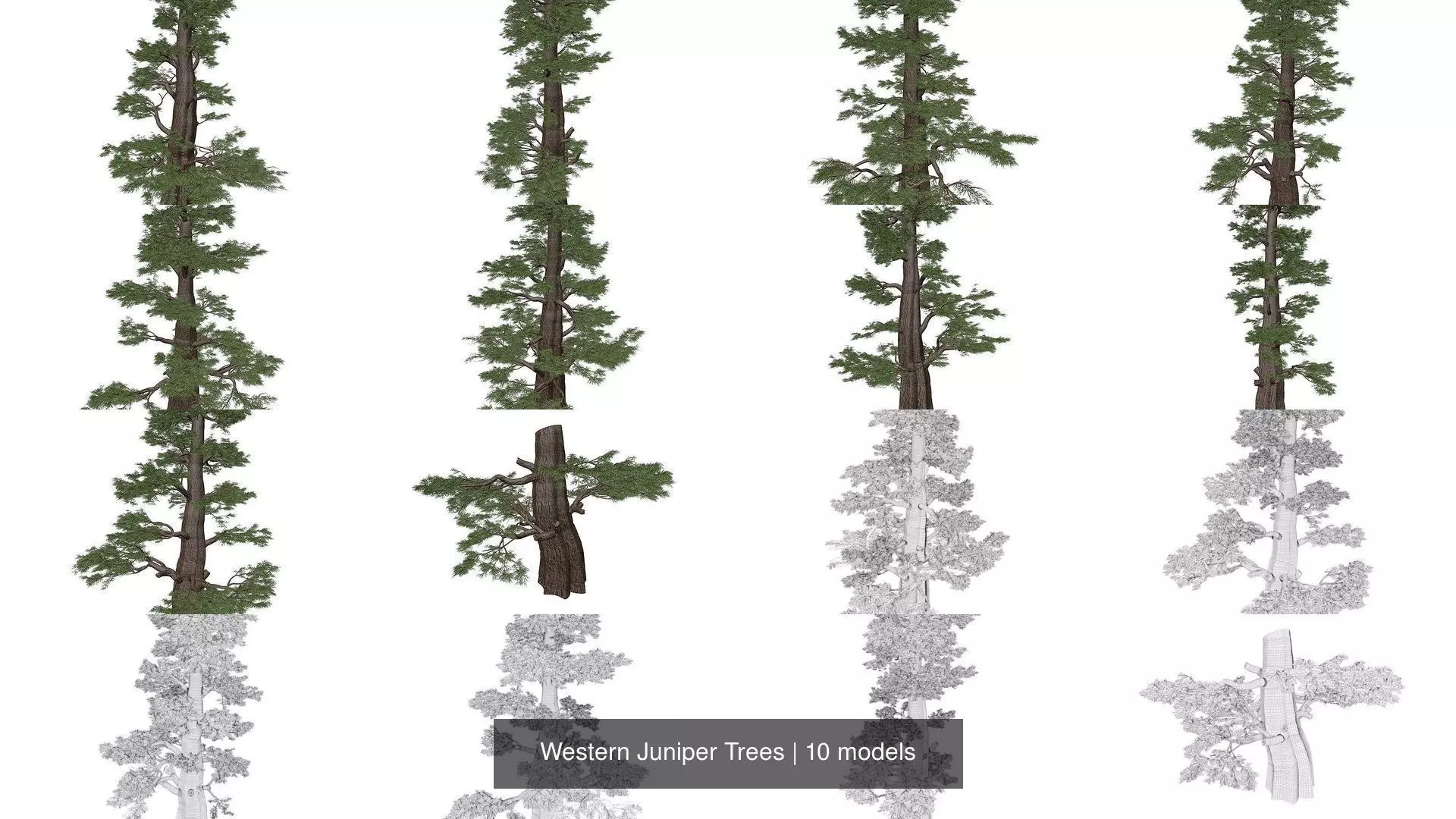 Western Juniper Trees 3D Model Collection_1