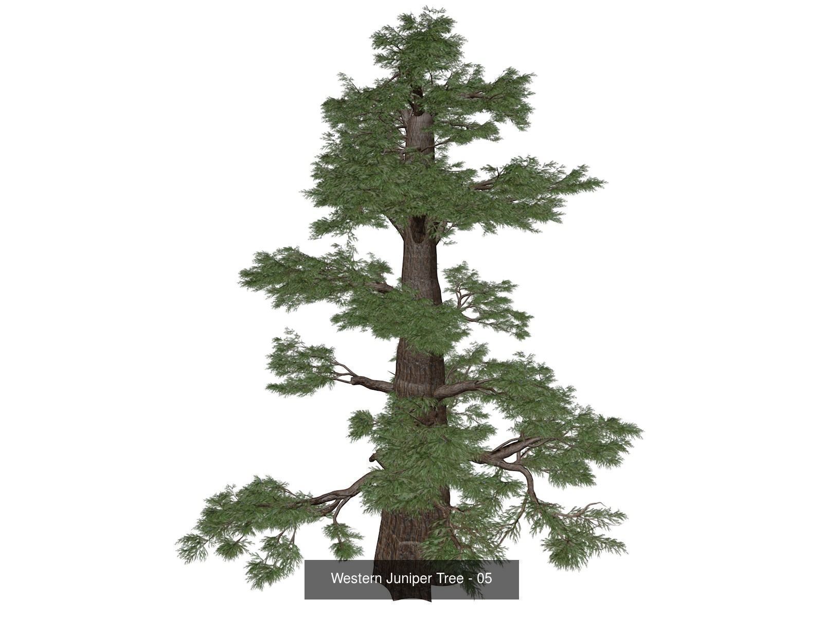 Western Juniper Trees 3D Model Collection_6