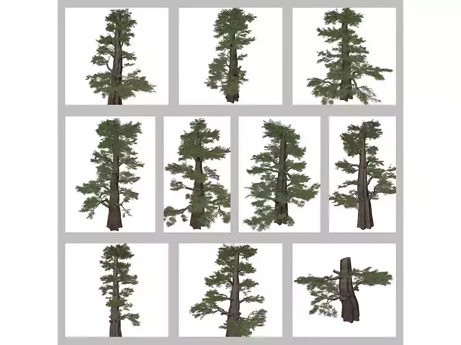 Western Juniper Trees 3D Model Collection