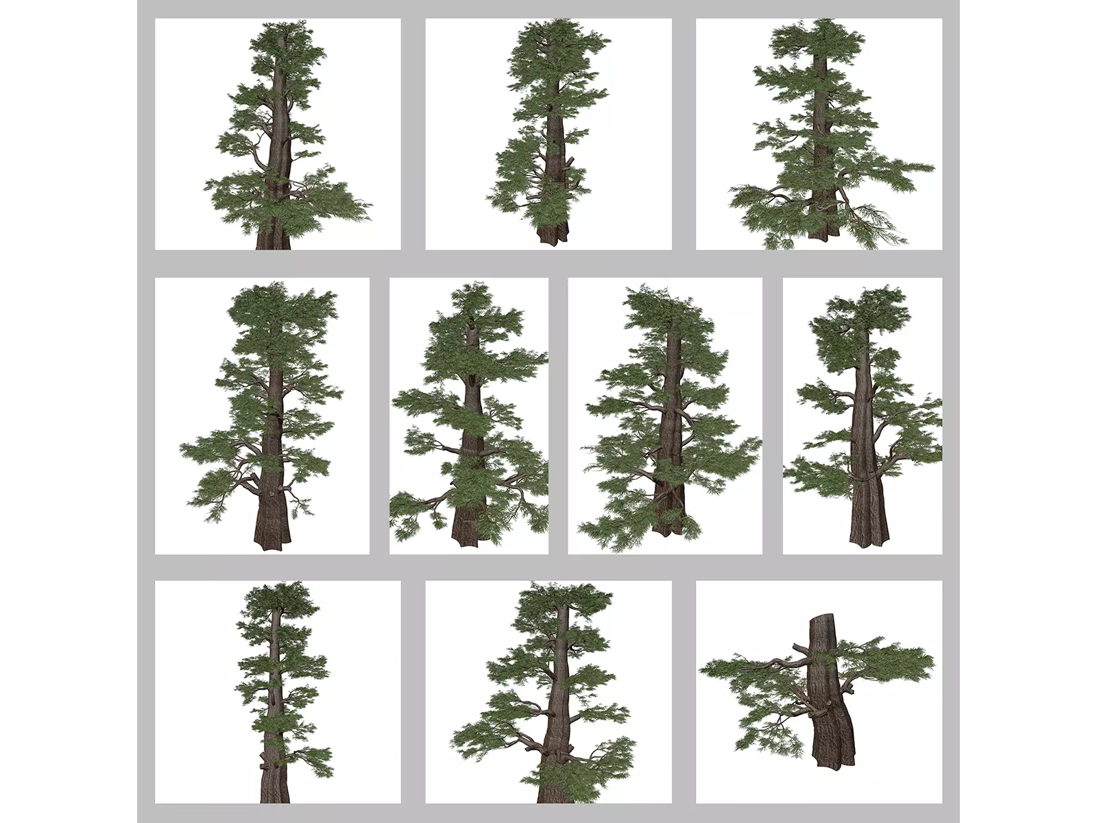 Western Juniper Trees 3D Model Collection_0