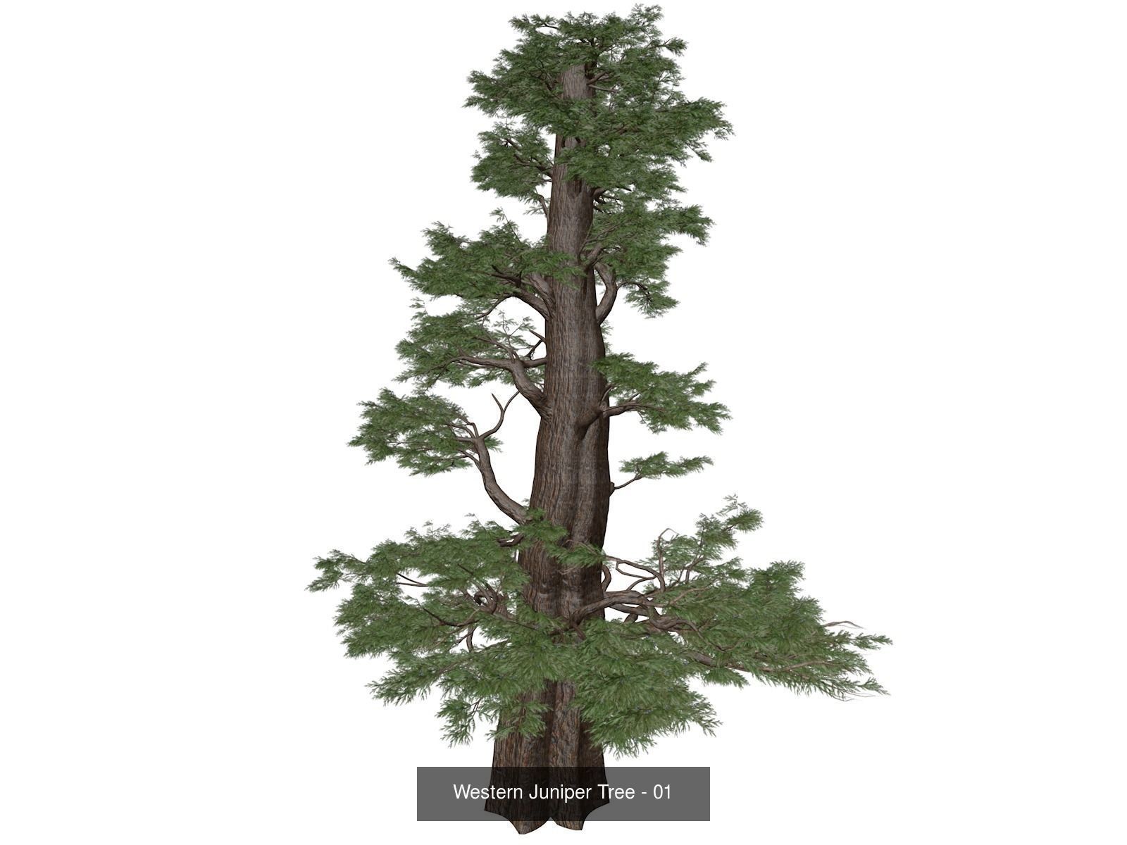 Western Juniper Trees 3D Model Collection_2