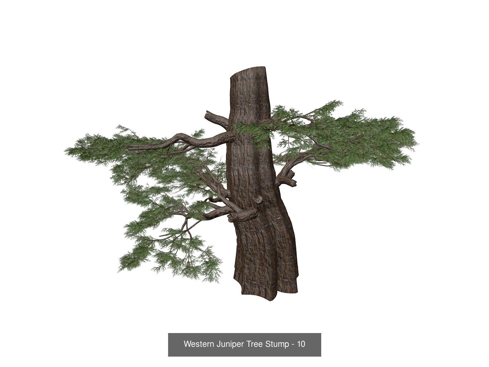 Western Juniper Trees 3D Model Collection_11