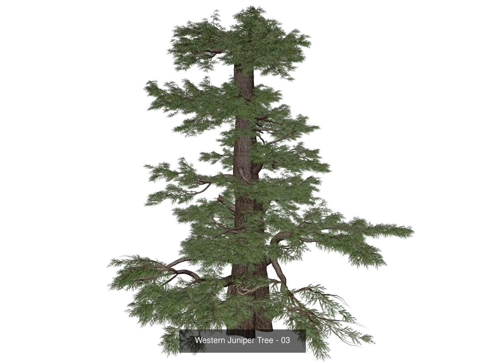 Western Juniper Trees 3D Model Collection_4
