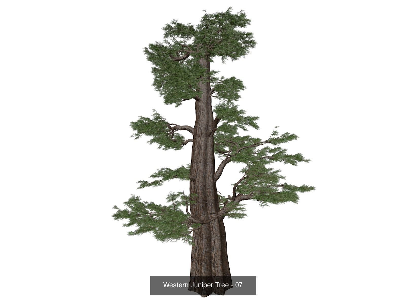 Western Juniper Trees 3D Model Collection_8