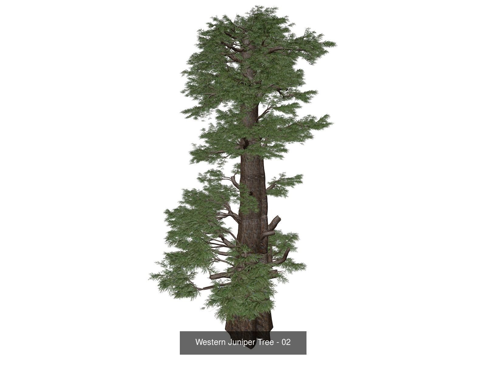 Western Juniper Trees 3D Model Collection_3