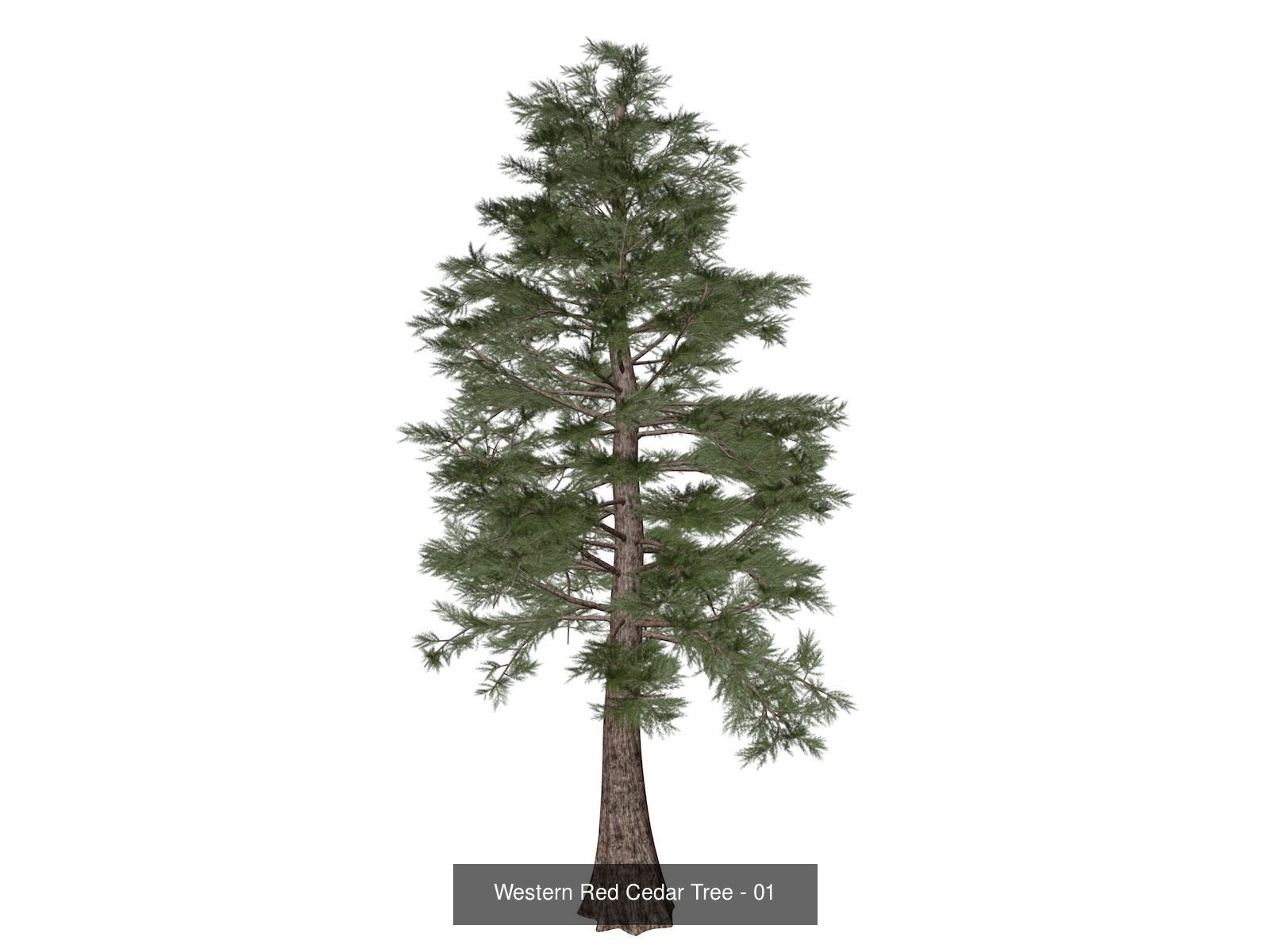 Western Red Cedar Trees 3D Model Collection_2