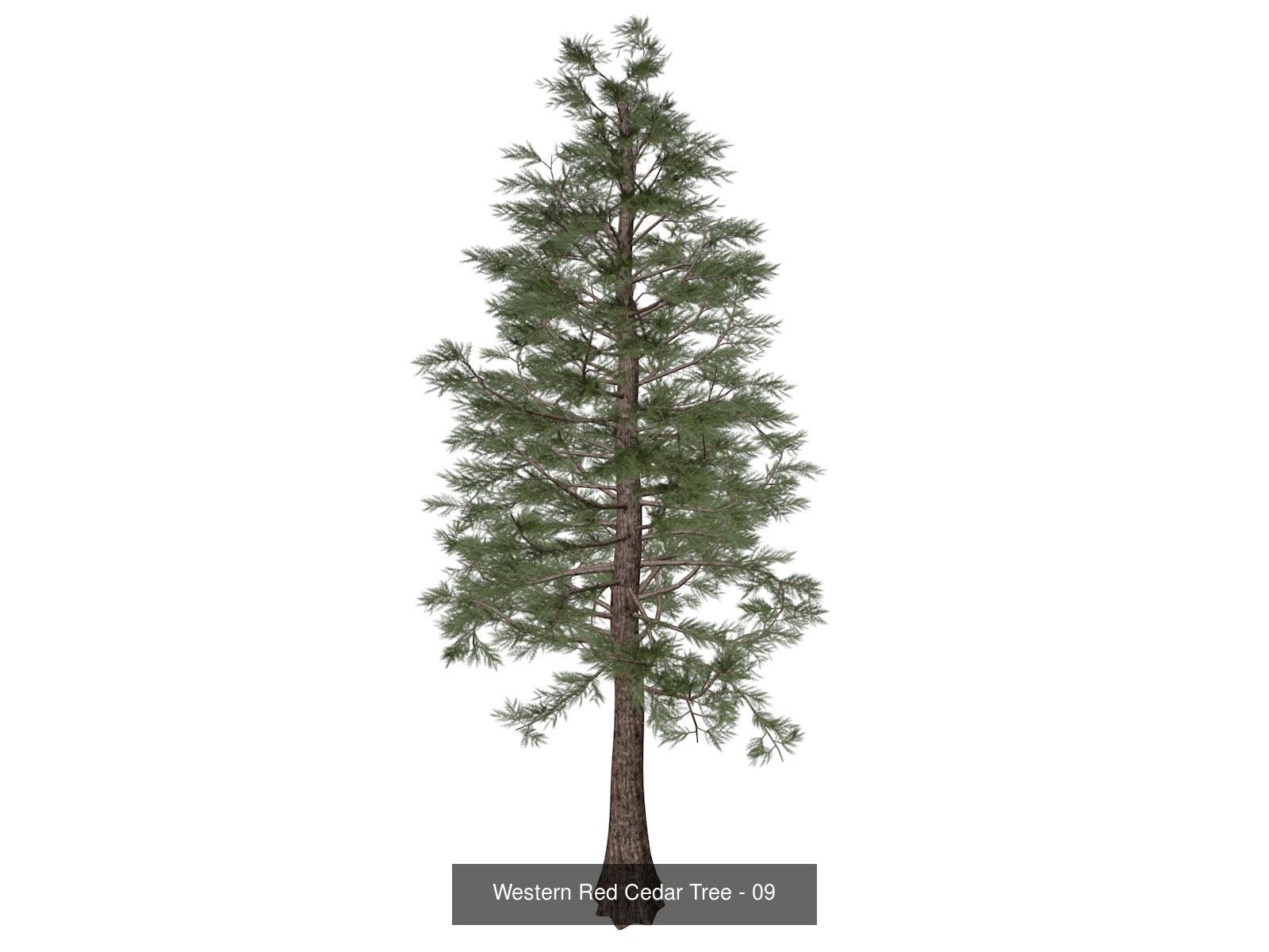 Western Red Cedar Trees 3D Model Collection_10