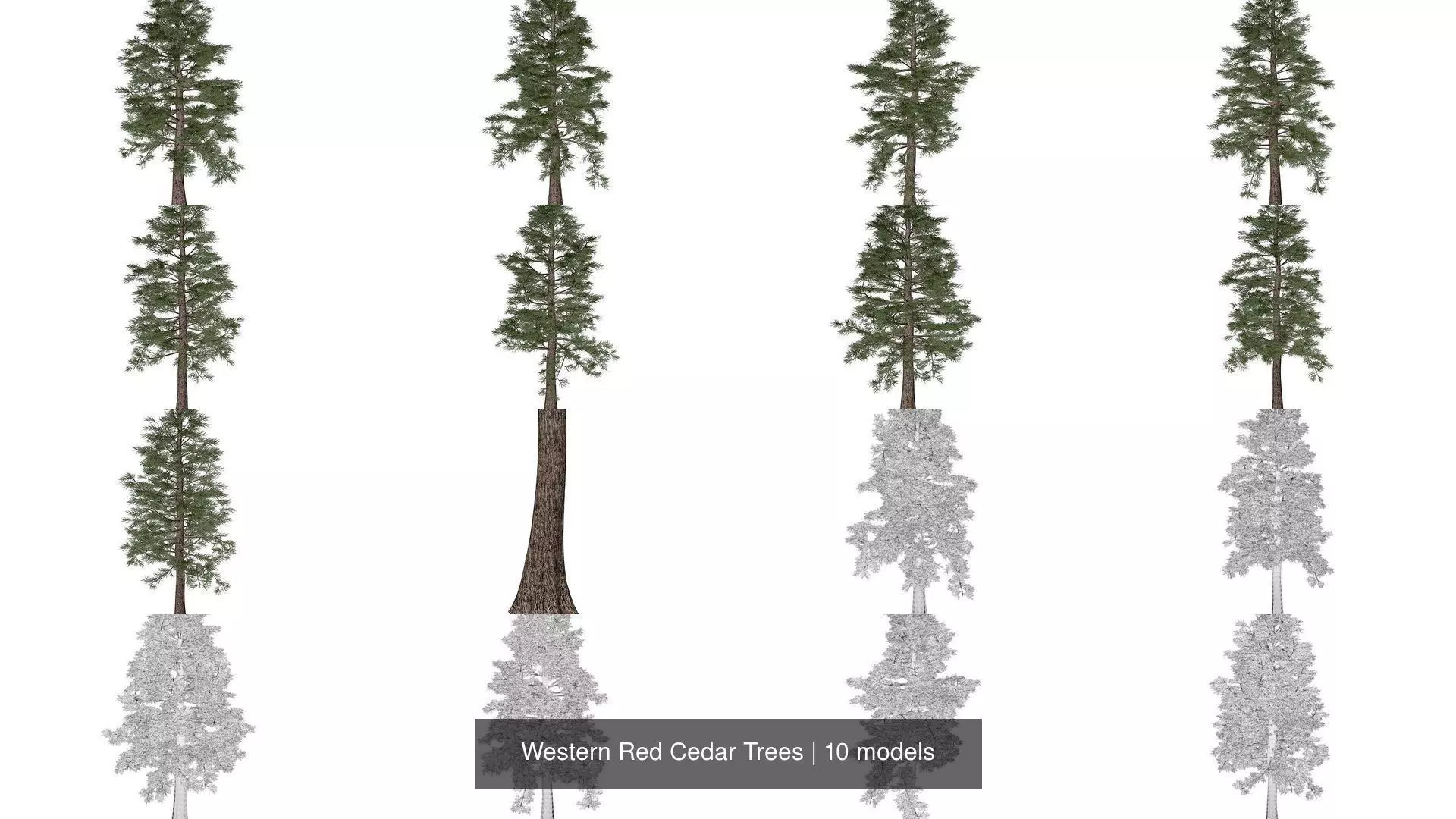 Western Red Cedar Trees 3D Model Collection_1