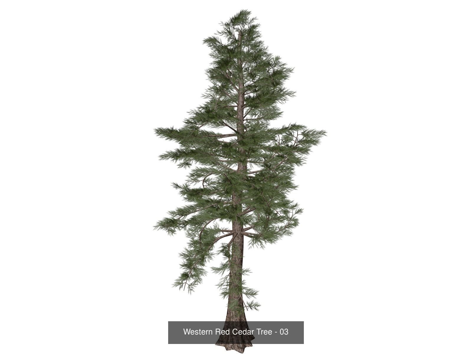Western Red Cedar Trees 3D Model Collection_4