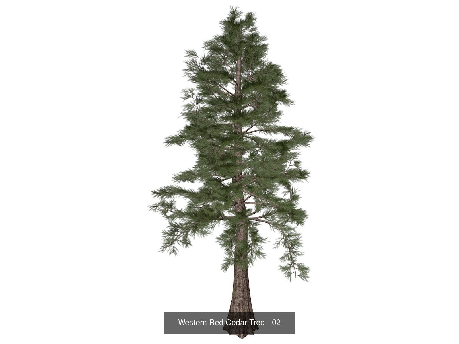 Western Red Cedar Trees 3D Model Collection_3