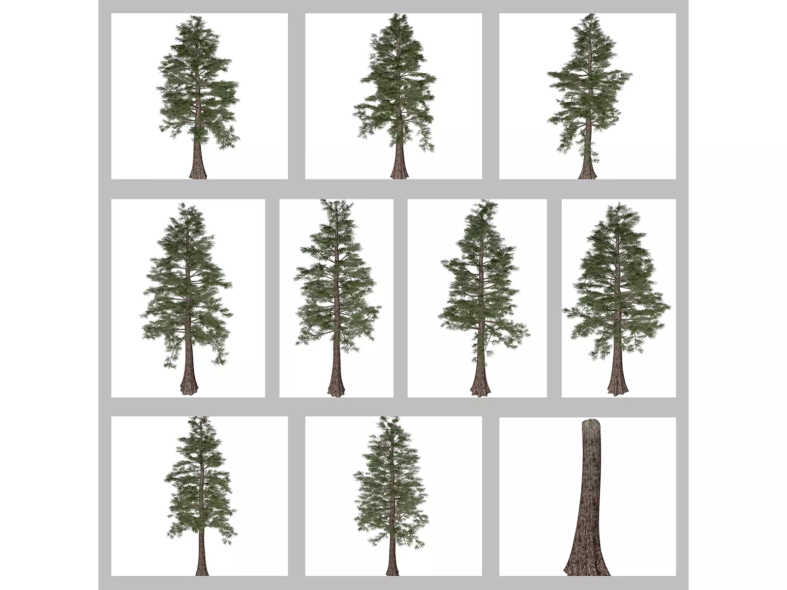 Western Red Cedar Trees 3D Model Collection_0