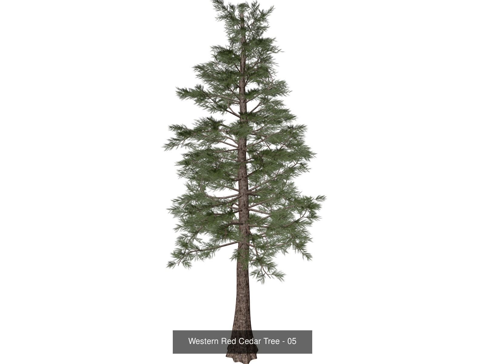Western Red Cedar Trees 3D Model Collection_6