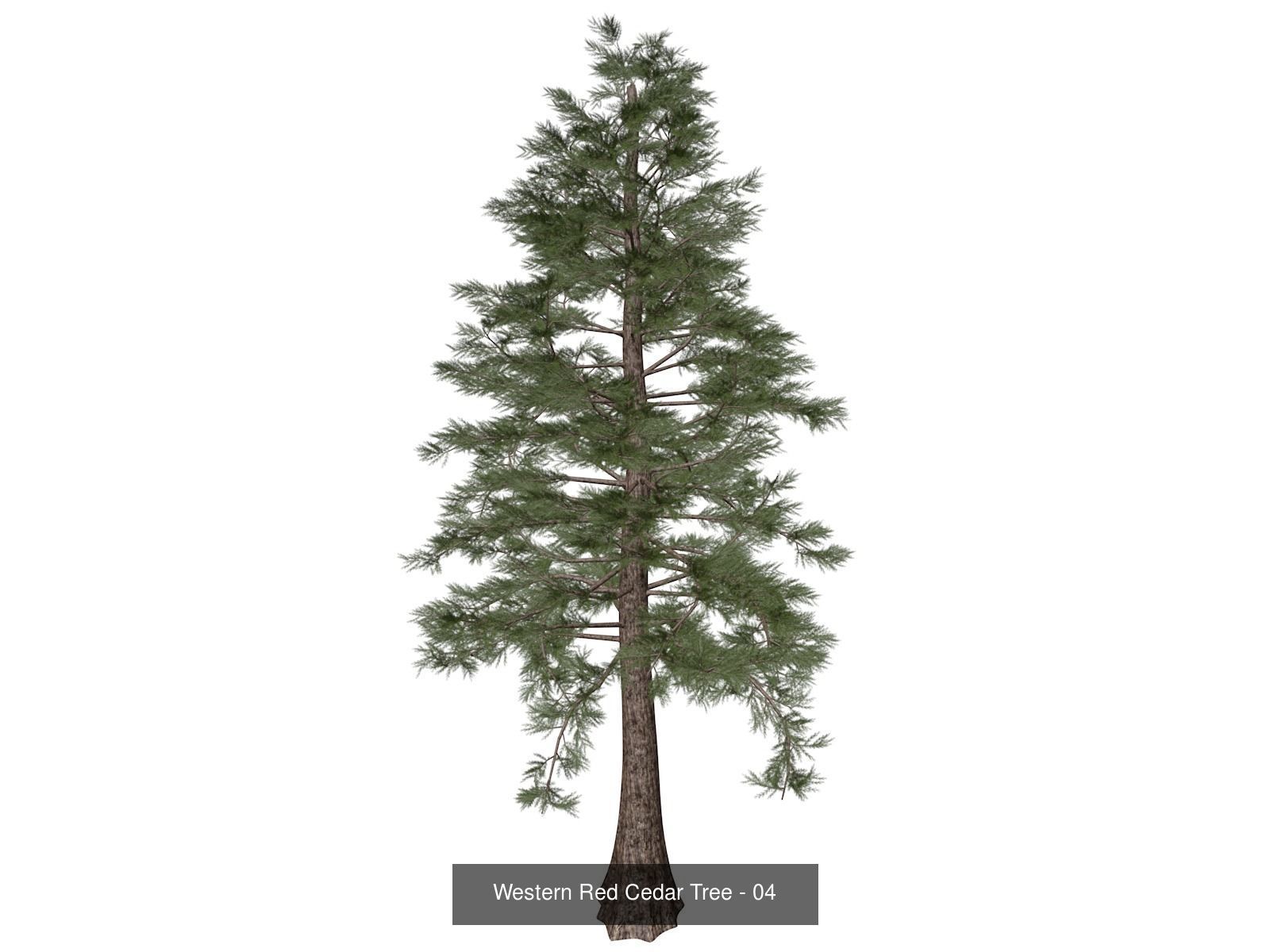 Western Red Cedar Trees 3D Model Collection_5