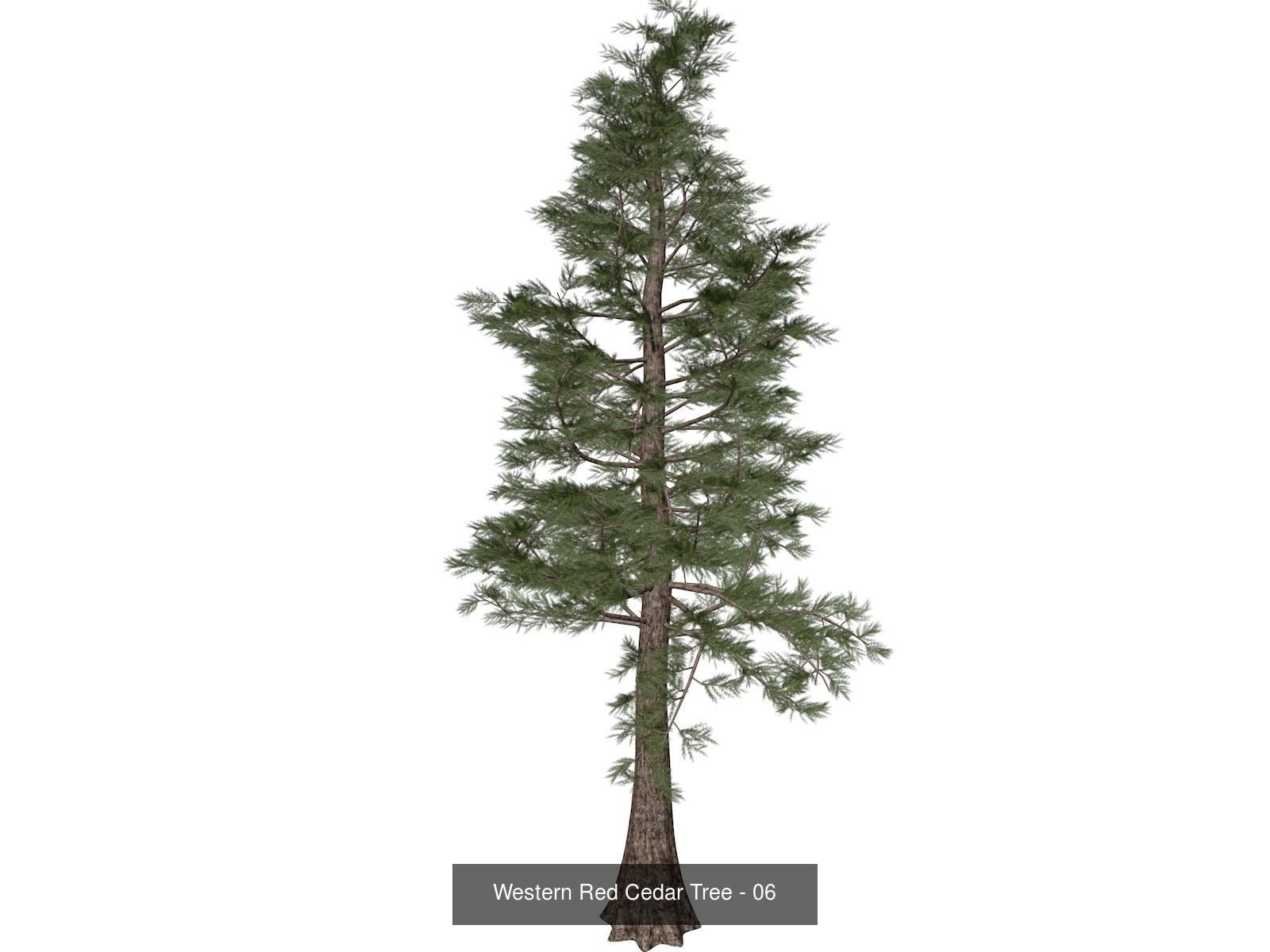 Western Red Cedar Trees 3D Model Collection_7