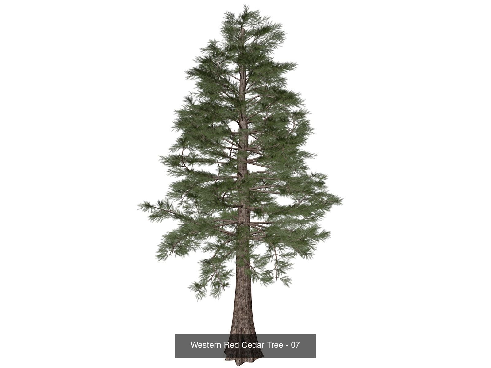 Western Red Cedar Trees 3D Model Collection_8