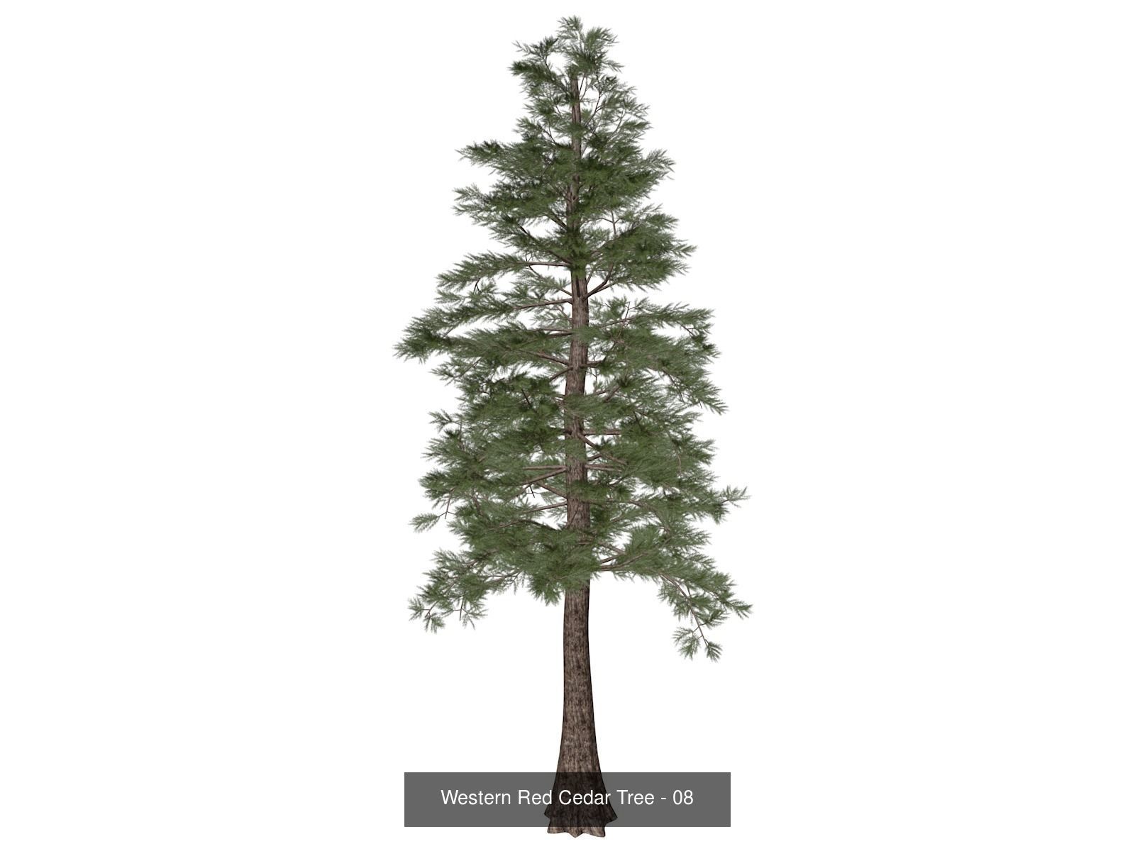 Western Red Cedar Trees 3D Model Collection_9