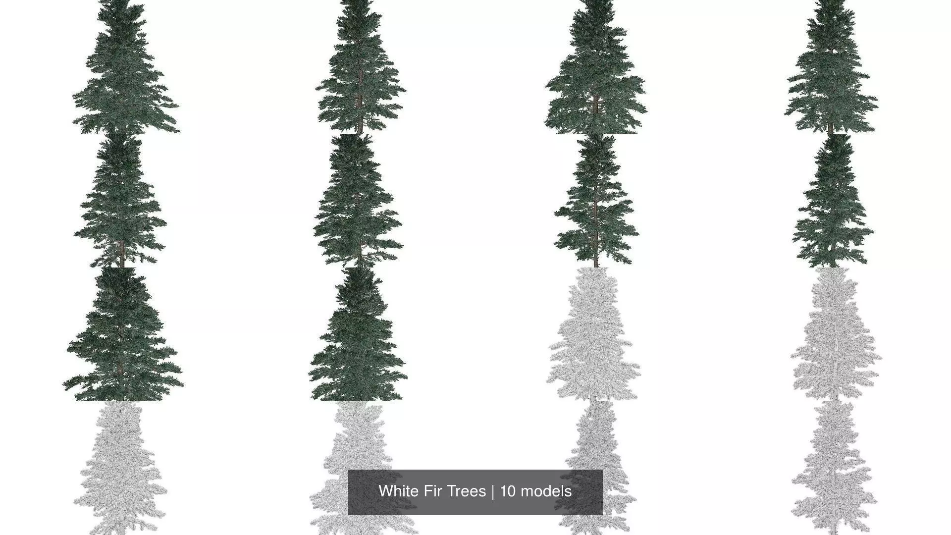 White Fir Trees 3D Model Collection_1
