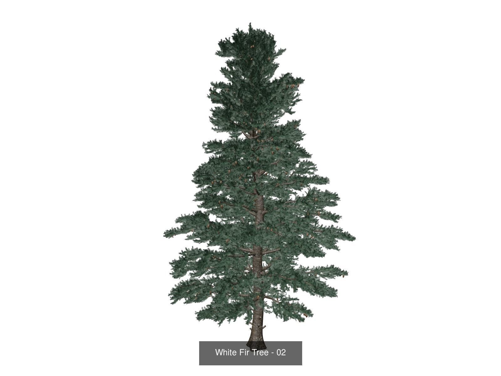 White Fir Trees 3D Model Collection_3