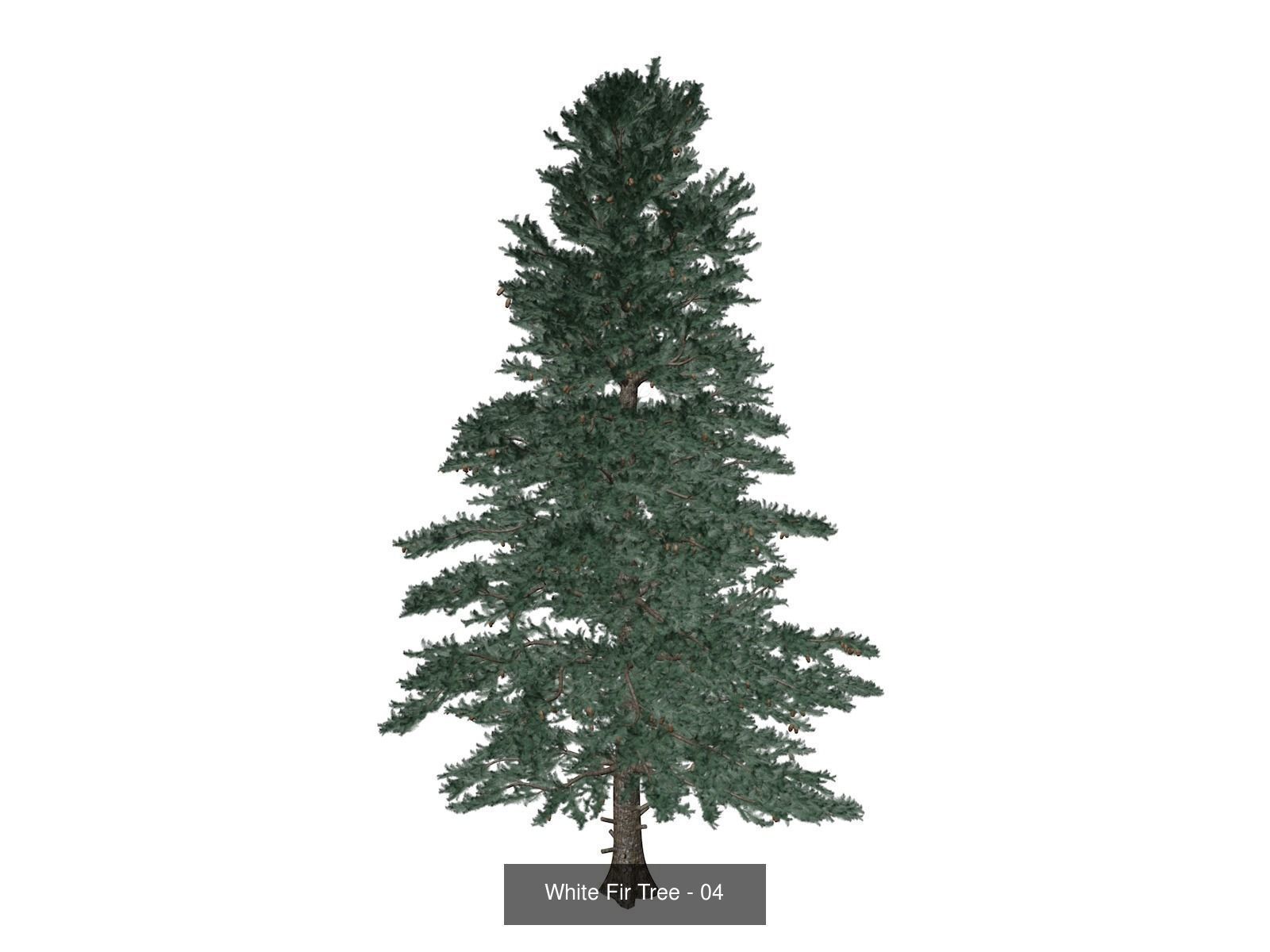 White Fir Trees 3D Model Collection_5