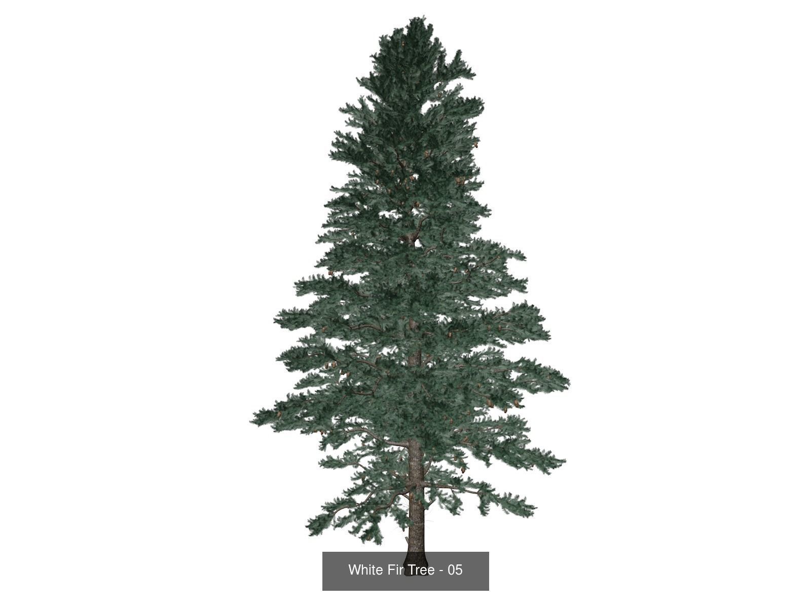 White Fir Trees 3D Model Collection_6