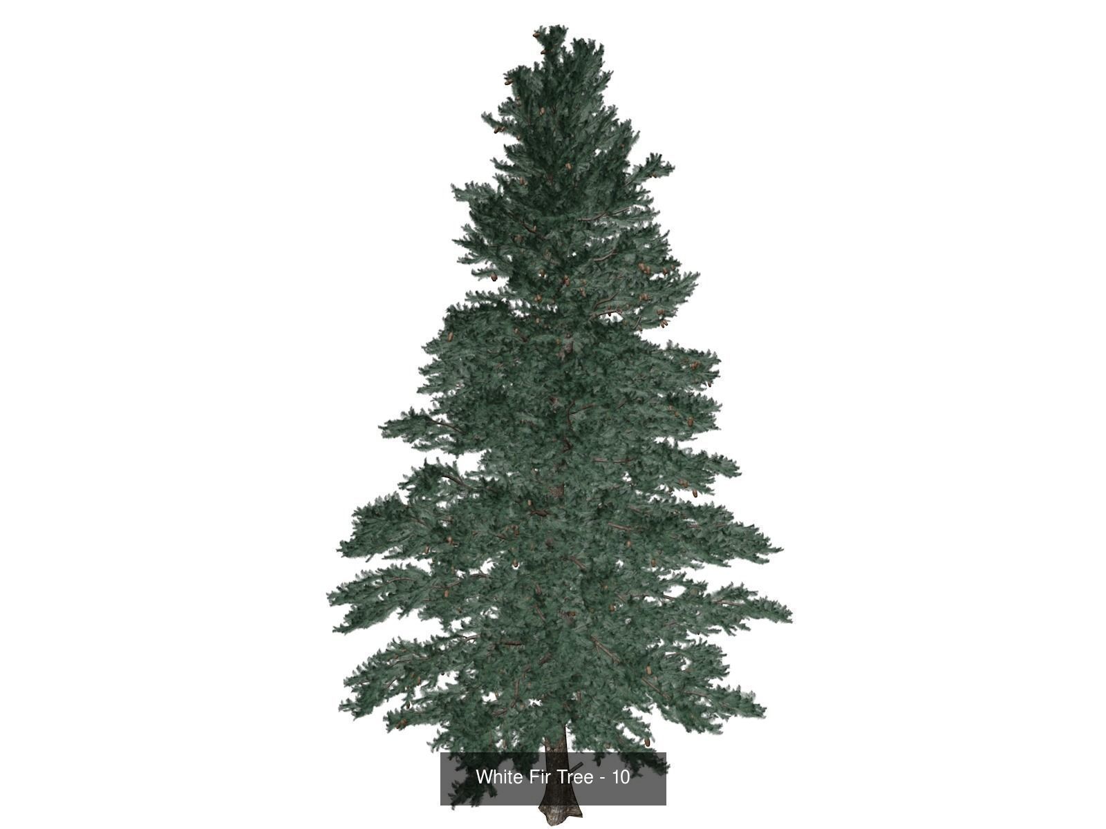 White Fir Trees 3D Model Collection_11