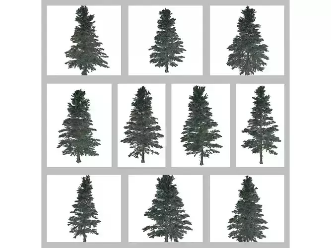 White Fir Trees 3D Model Collection