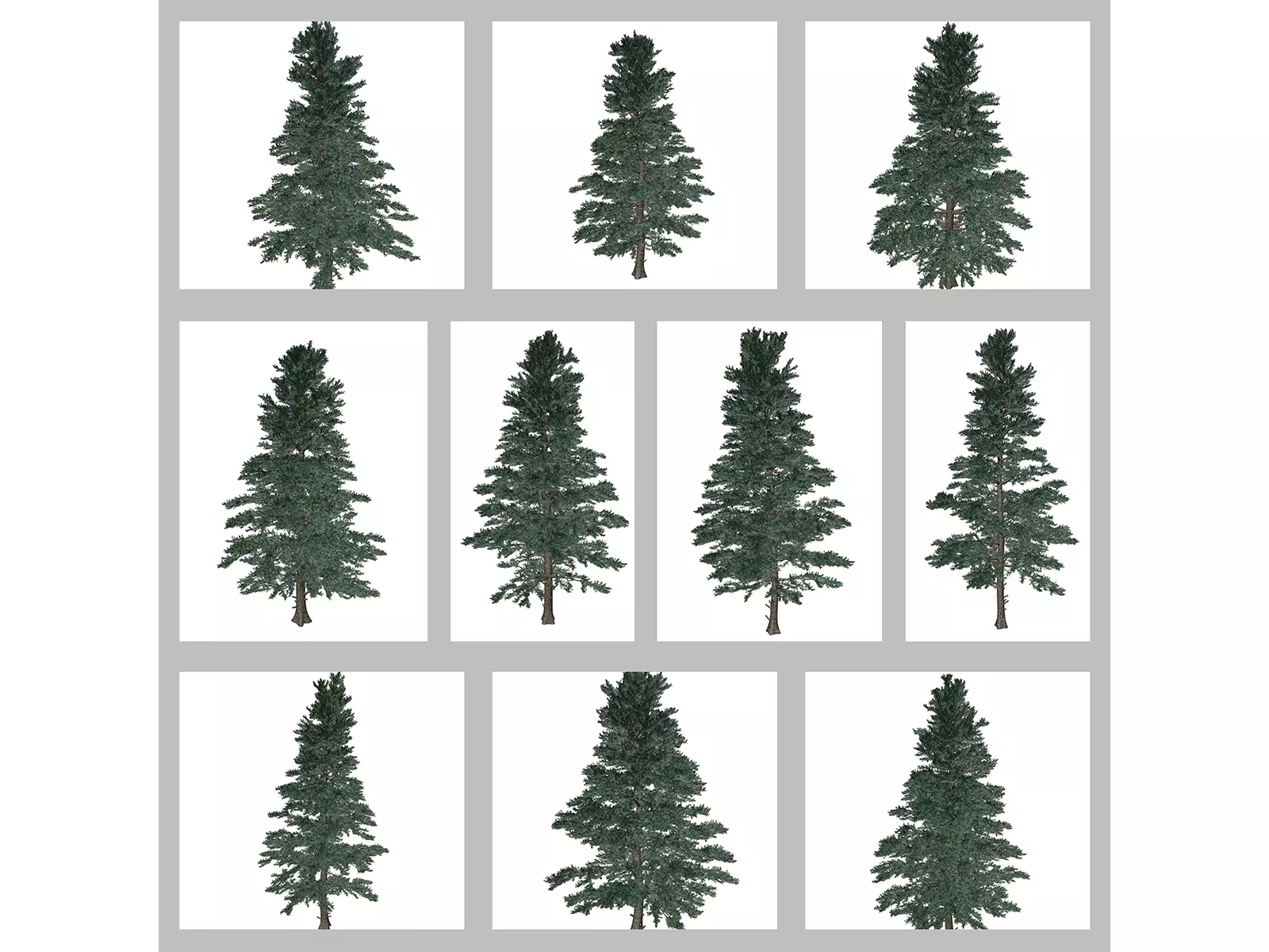 White Fir Trees 3D Model Collection_0