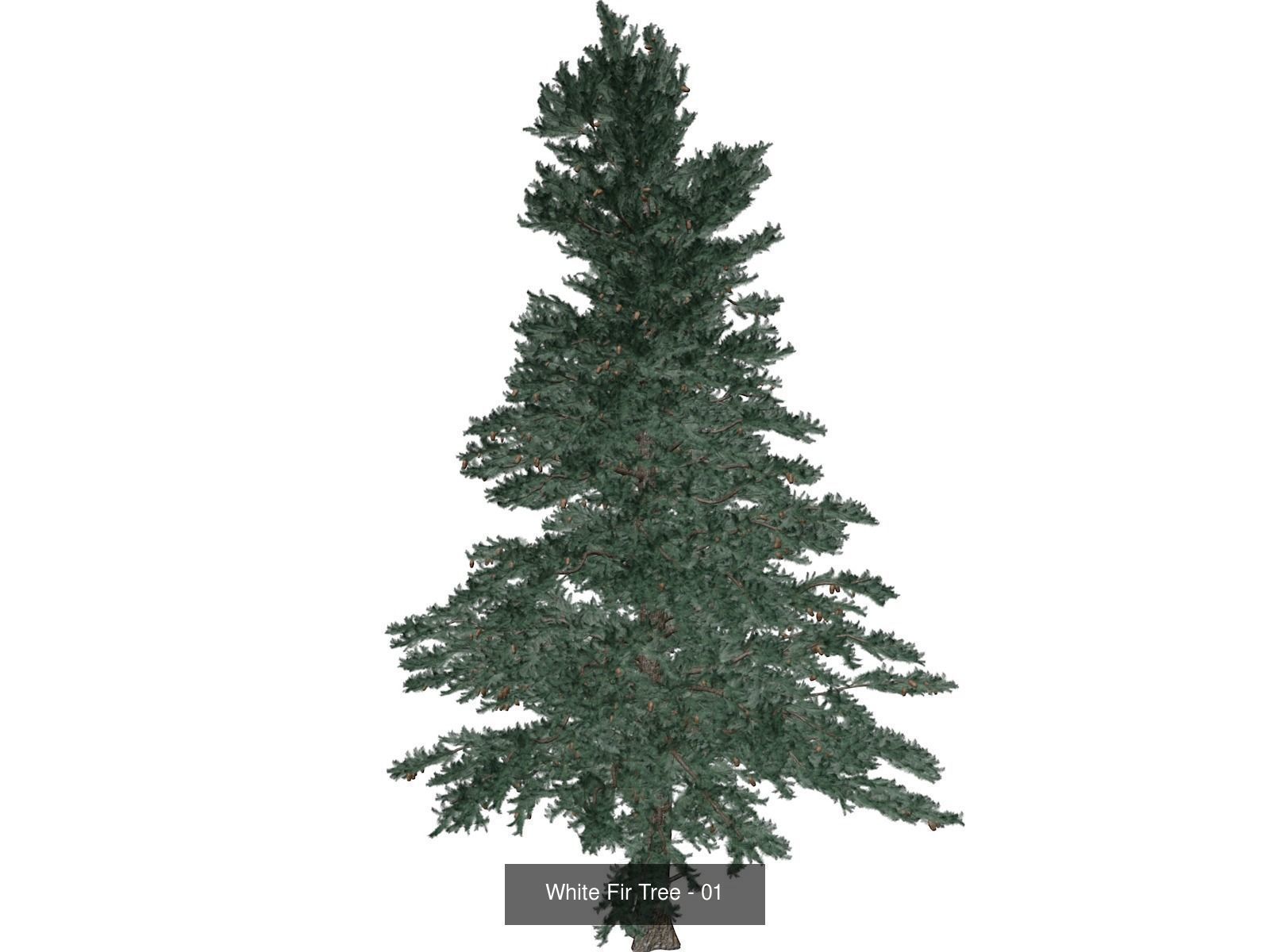 White Fir Trees 3D Model Collection_2