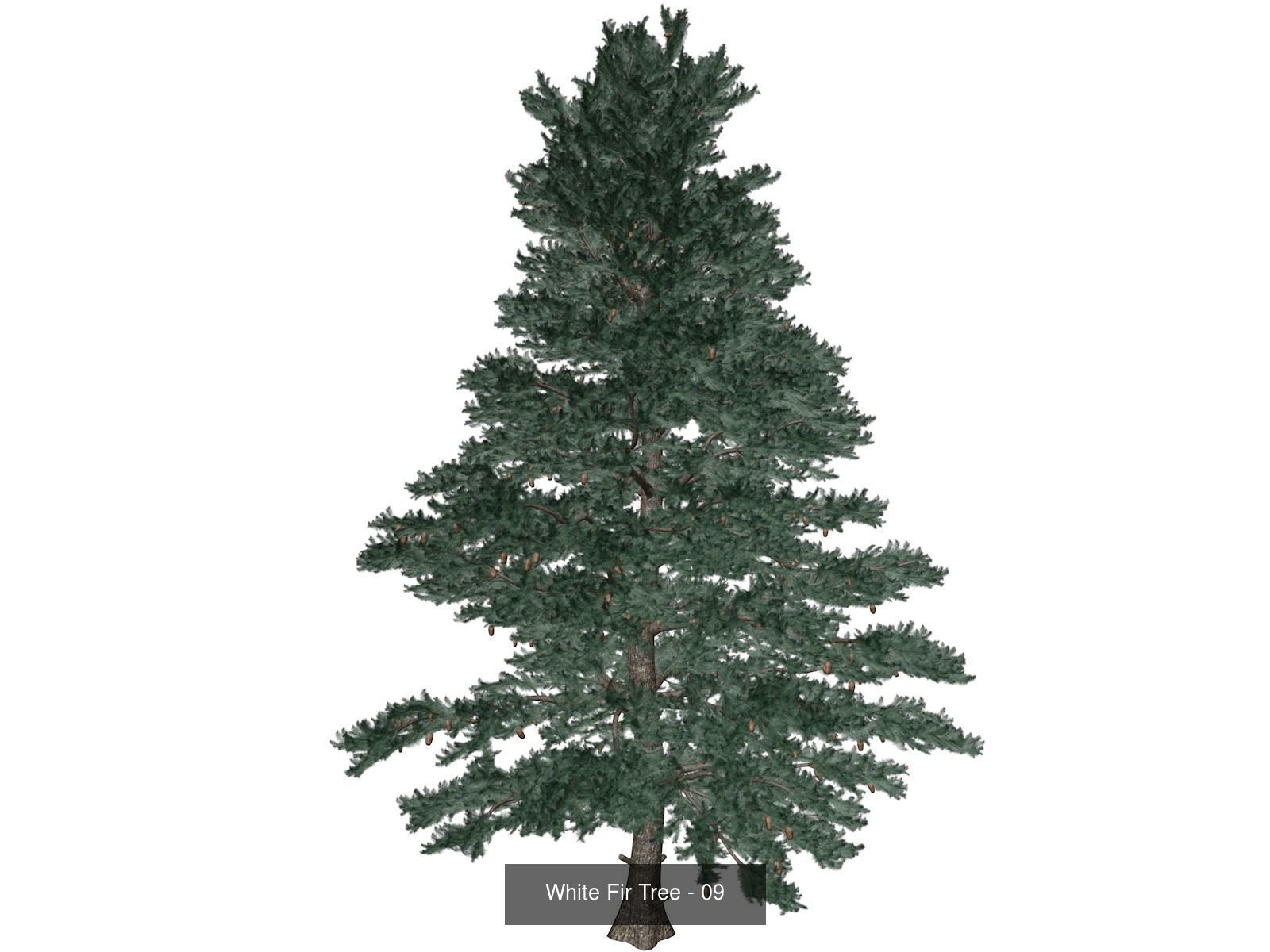 White Fir Trees 3D Model Collection_10