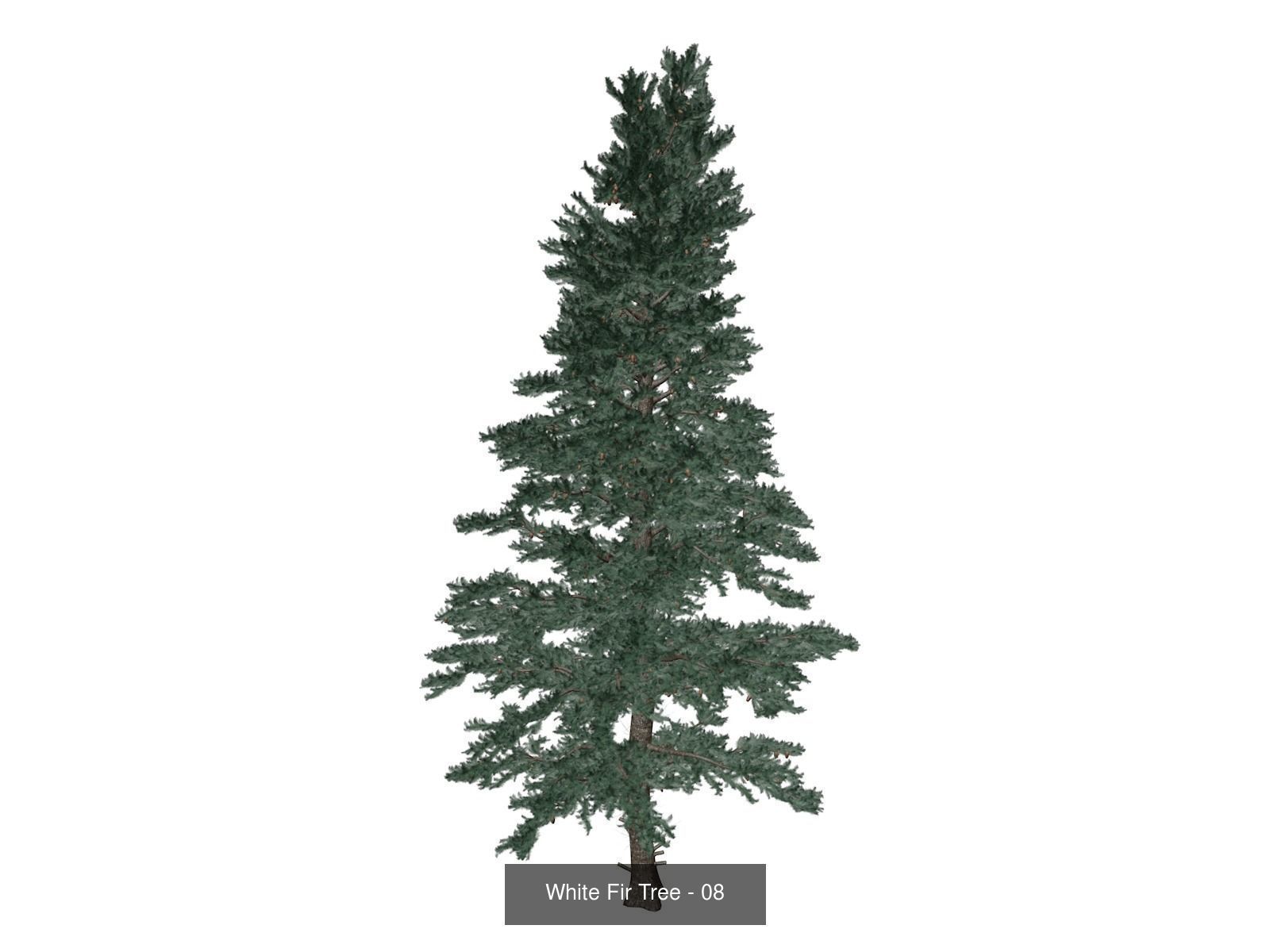 White Fir Trees 3D Model Collection_9