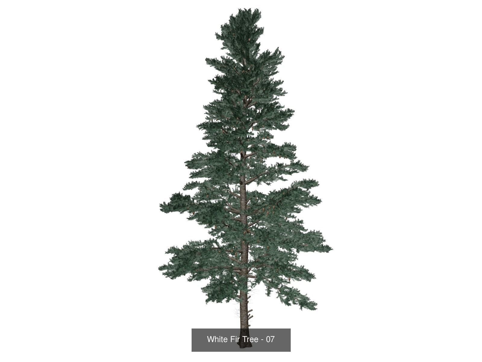 White Fir Trees 3D Model Collection_8