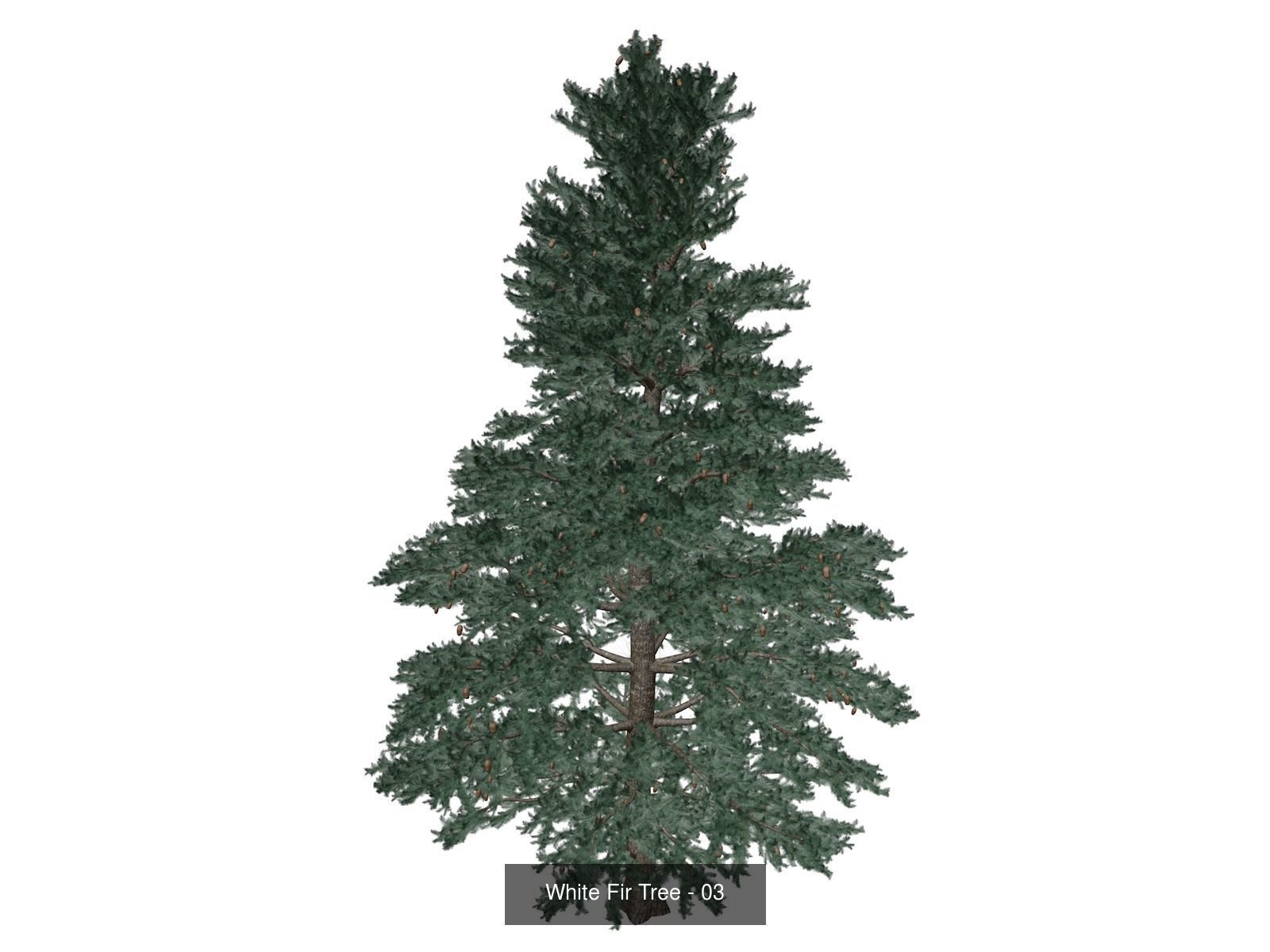 White Fir Trees 3D Model Collection_4