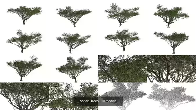Acacia Trees