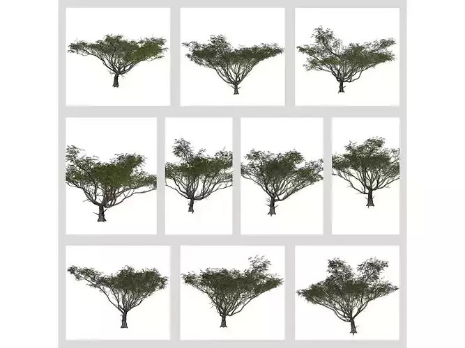 Acacia Trees