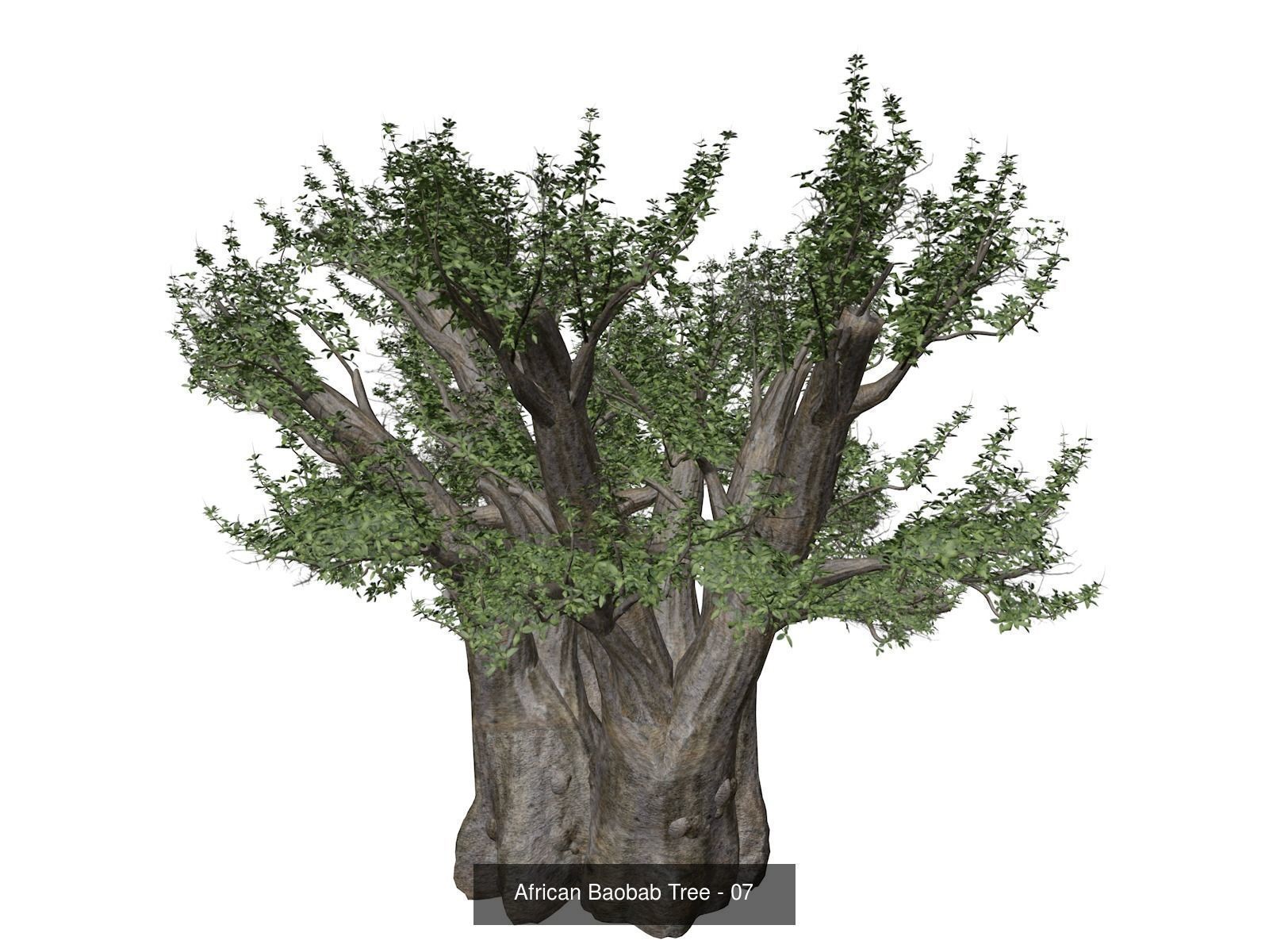 African Baobab Trees 3D Model Collection_8