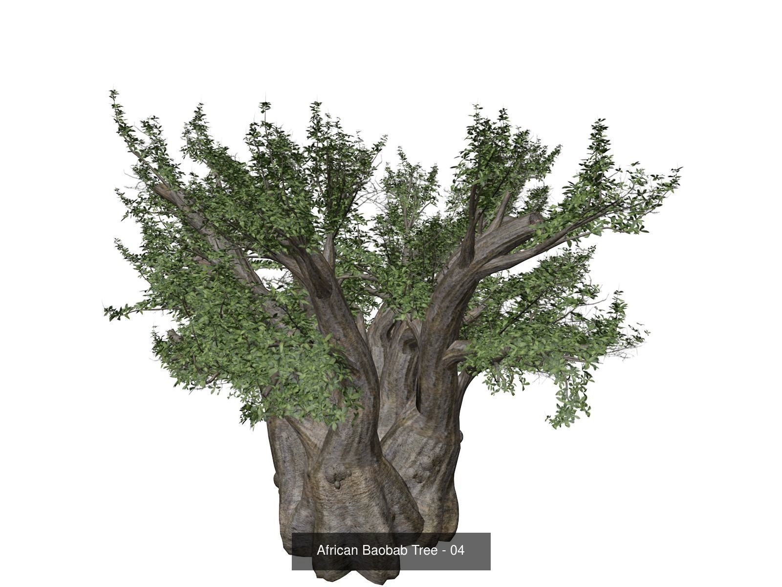 African Baobab Trees 3D Model Collection_5