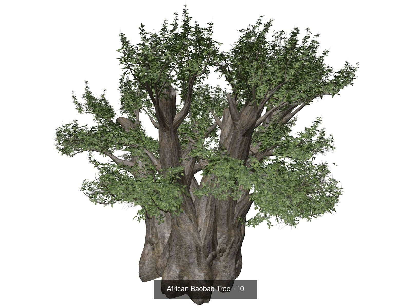 African Baobab Trees 3D Model Collection_11