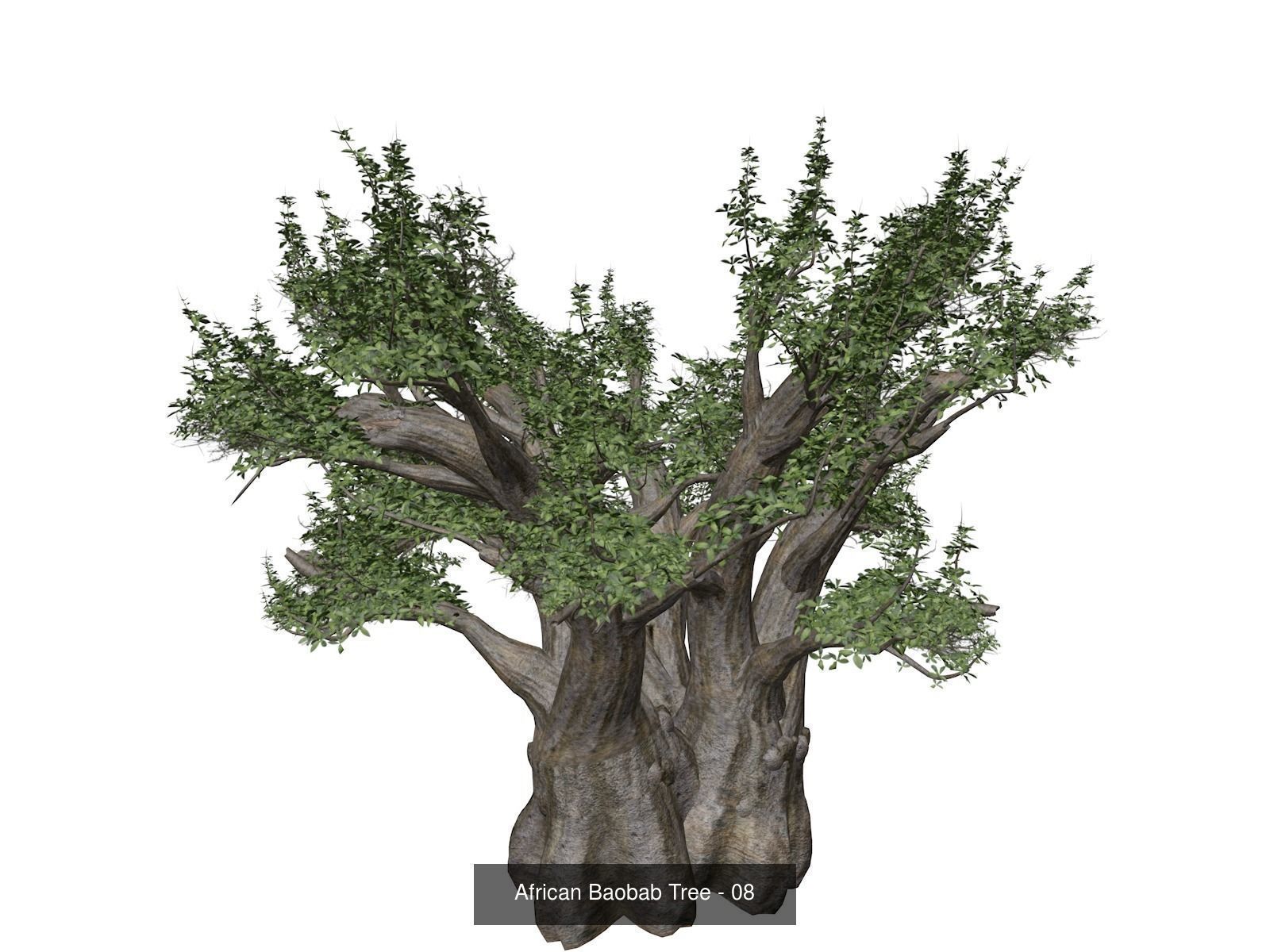 African Baobab Trees 3D Model Collection_9