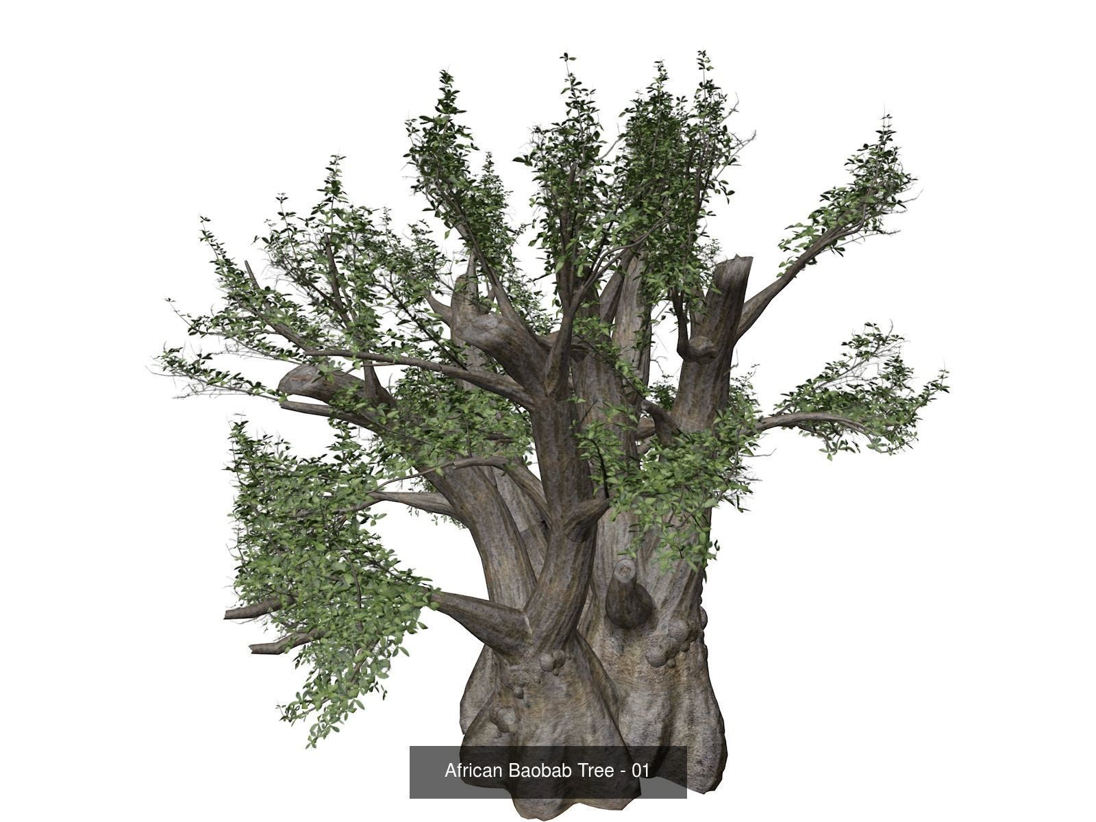 African Baobab Trees 3D Model Collection_2