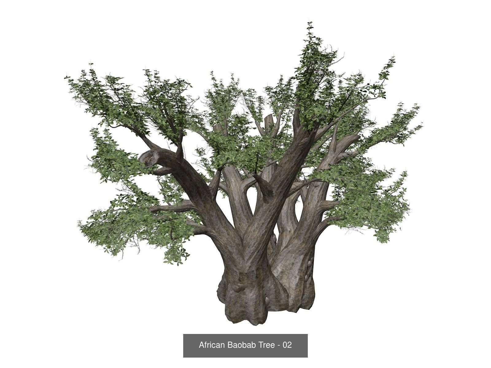 African Baobab Trees 3D Model Collection_3