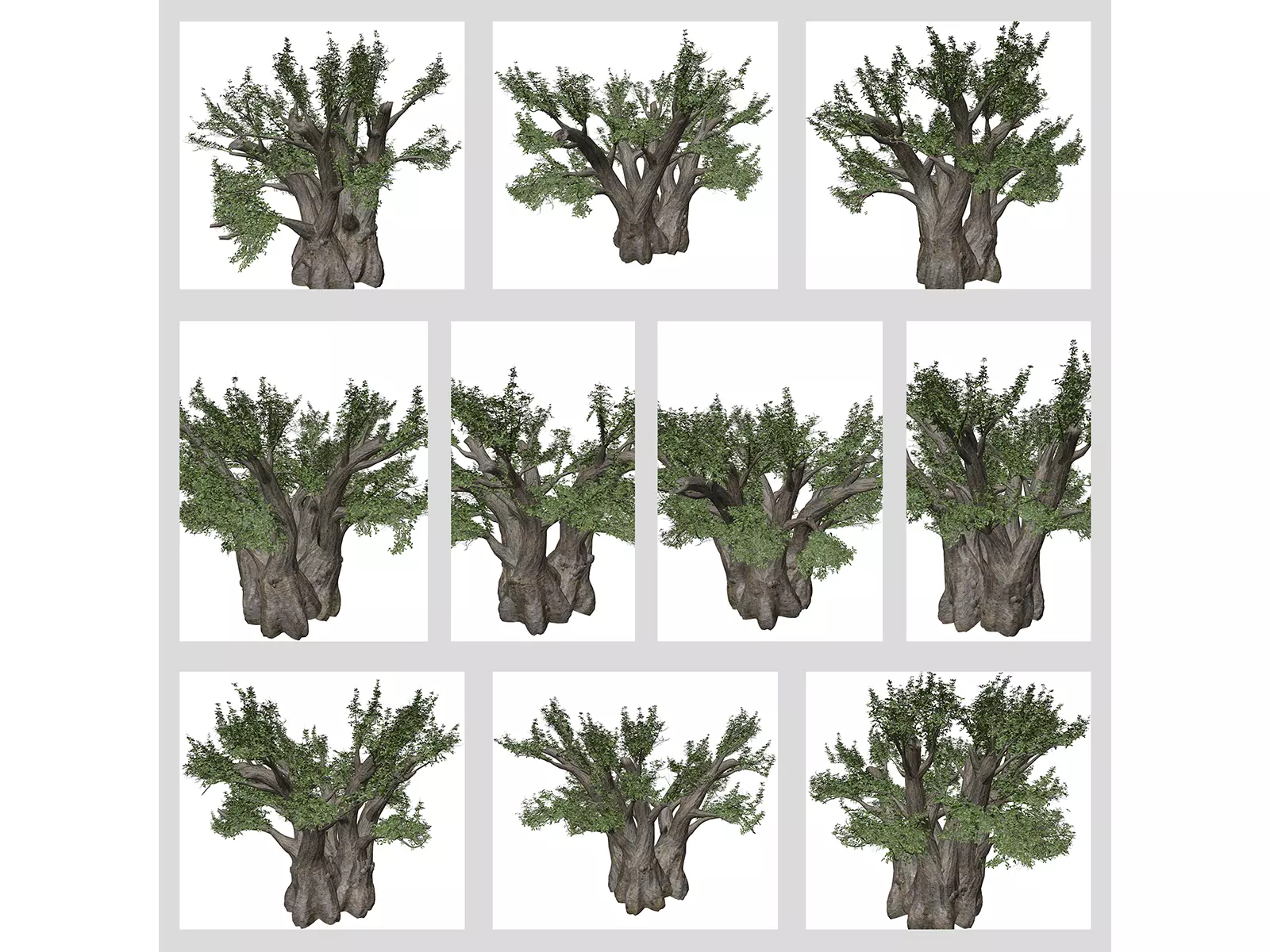 African Baobab Trees 3D Model Collection_0