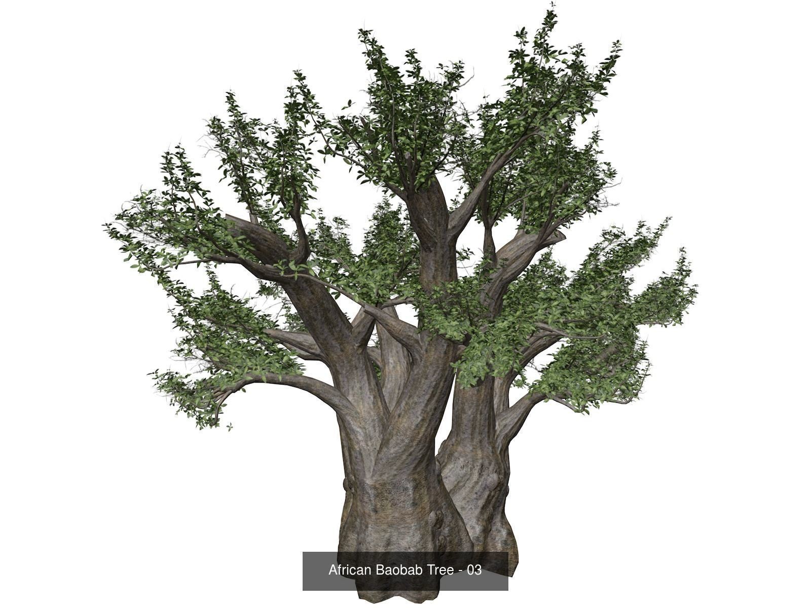 African Baobab Trees 3D Model Collection_4
