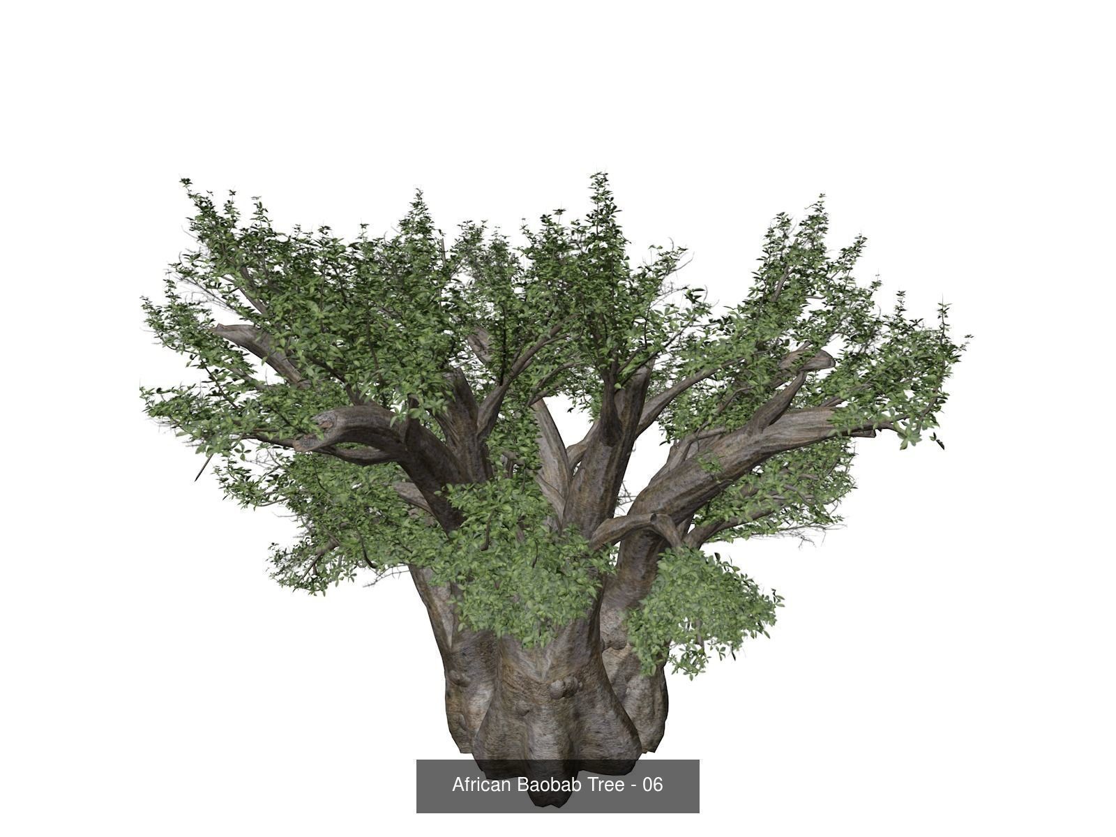 African Baobab Trees 3D Model Collection_7