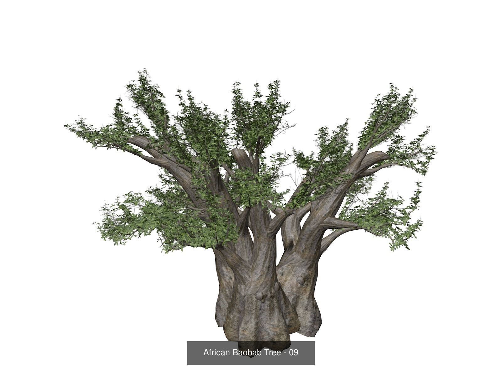 African Baobab Trees 3D Model Collection_10